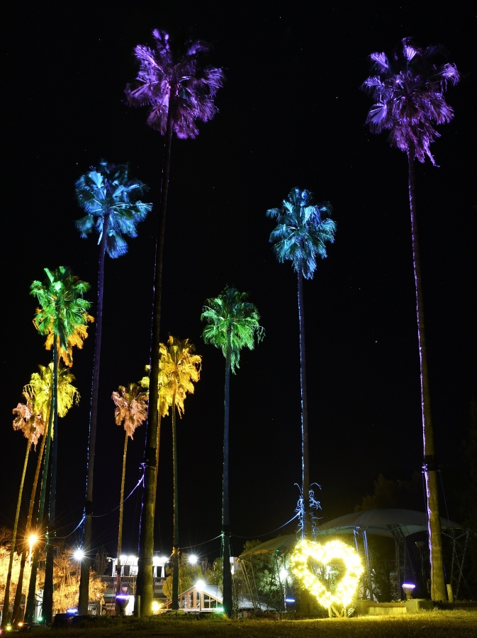 ライトアップされたヤシの木（高知新聞2020年12月19日掲載）