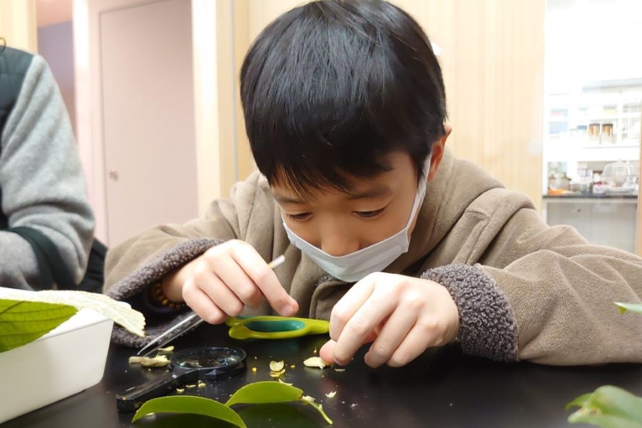 解剖にも挑戦します（高知県立牧野植物園提供）
