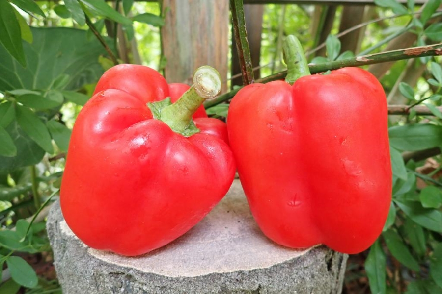 実験ではパプリカを使います（高知県立牧野植物園提供）