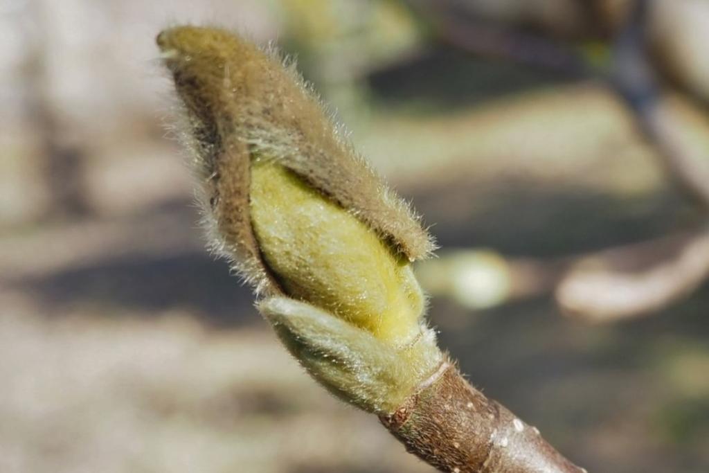 植物の冬芽を観察（高知県立牧野植物園提供）