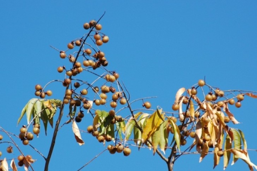 ムクロジ（高知県立牧野植物園提供）