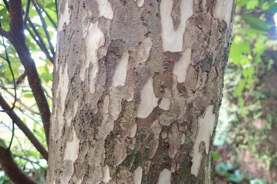 葉っぱが落ちて見やすくなった樹皮を観察（高知県立牧野植物園提供）