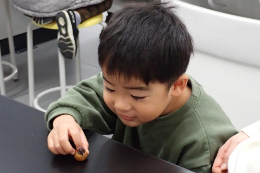 触って観察します（高知県立牧野植物園提供）