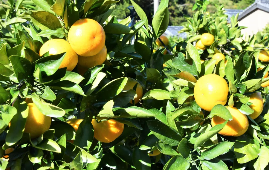 鮮やかなオレンジ色に輝き、収穫の時期を迎えた山北ミカン（香南市香我美町山北）