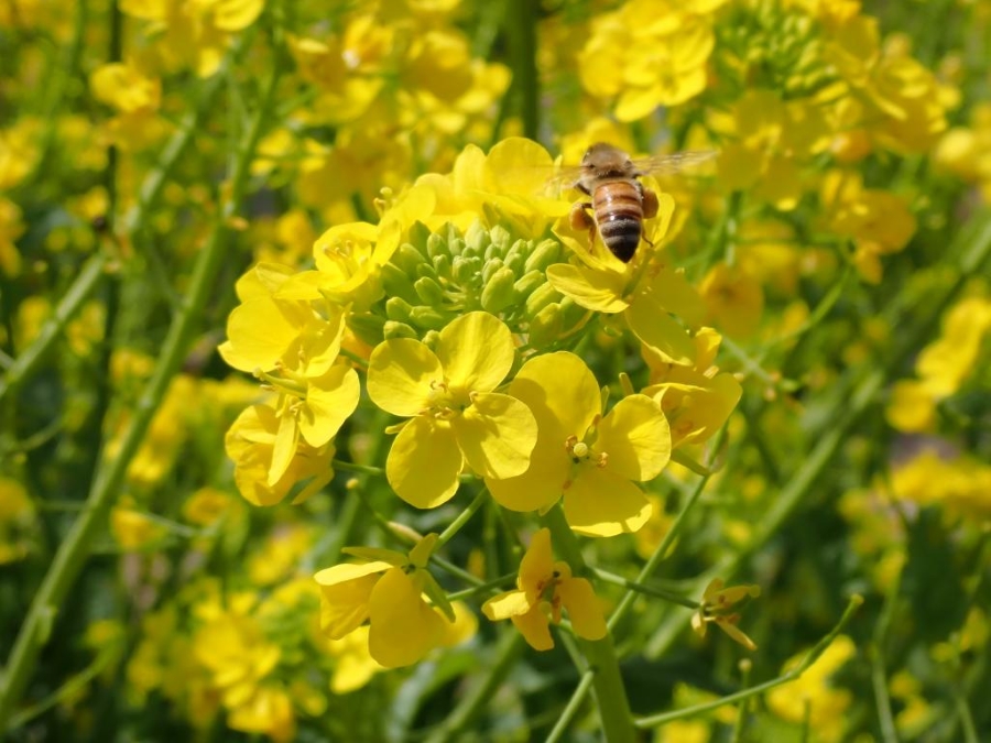 春になると、アブラナ科の花が咲き始めます（高知県立牧野植物園提供）