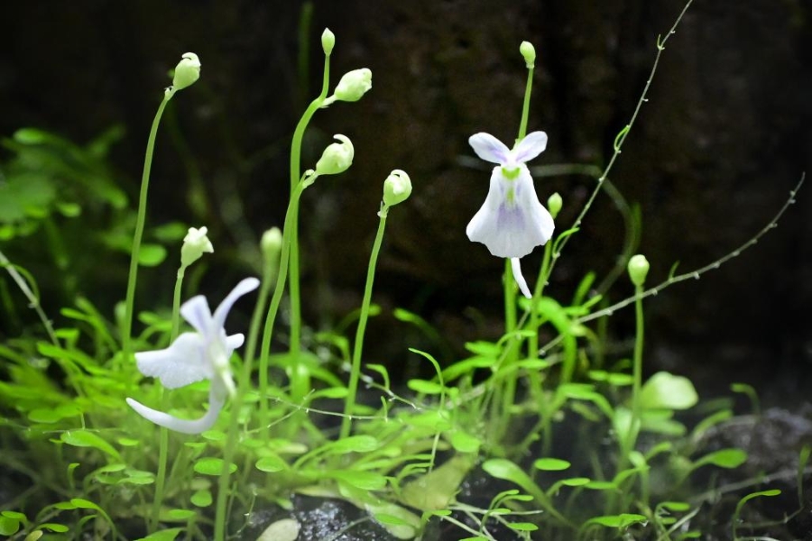 ミミカキグサの仲間（高知県立牧野植物園提供）