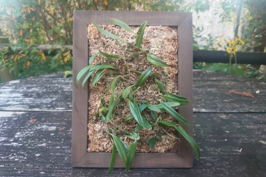 板付けにも挑戦します（高知県立牧野植物園提供）