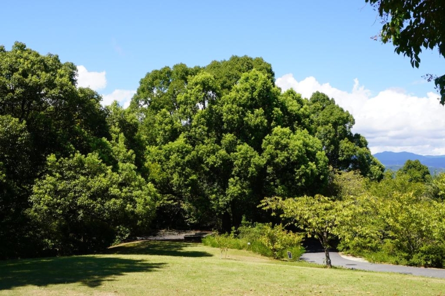 ホウショウは芝生広場にある木です（高知県立牧野植物園提供）