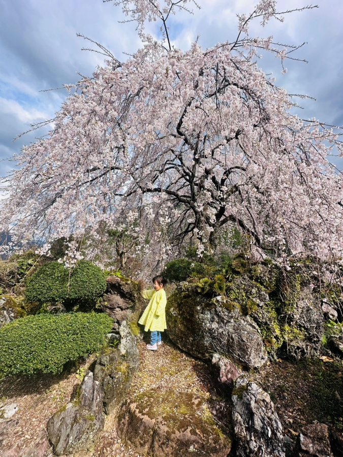 春は桜！おすすめは仁淀川町！