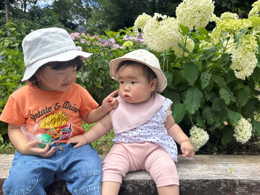 夏前にはアジサイを楽しみます