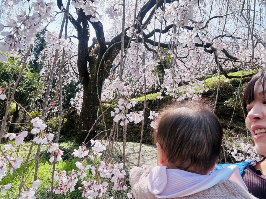 しだれ桜はカーテンみたい