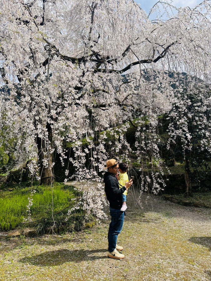 春は桜！おすすめは仁淀川町！