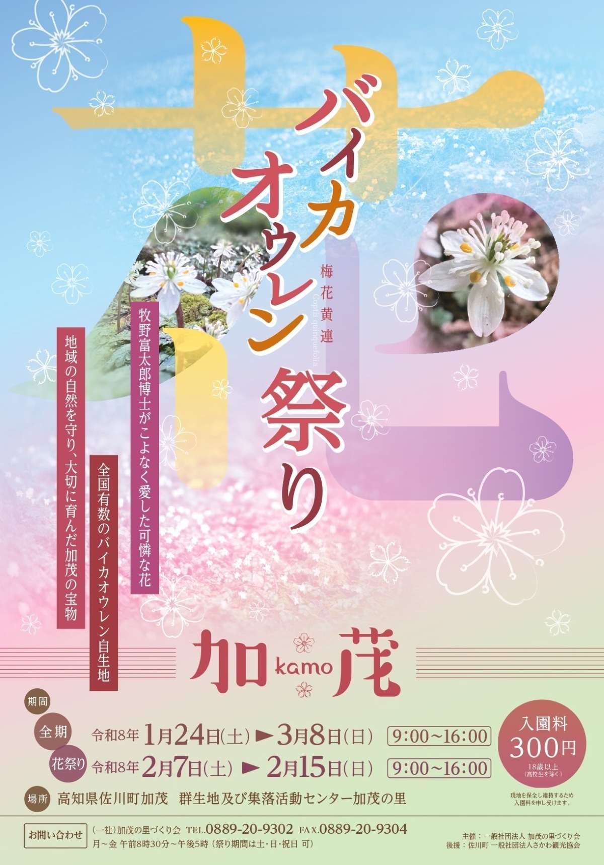 【2026年】佐川町で2/7～15に「バイカオウレン祭り」（集落活動センター加茂の里）｜牧野富太郎博士が愛した「バイカオウレン」 を見ませんか？バイカオウレンを模したグルメも販売されます