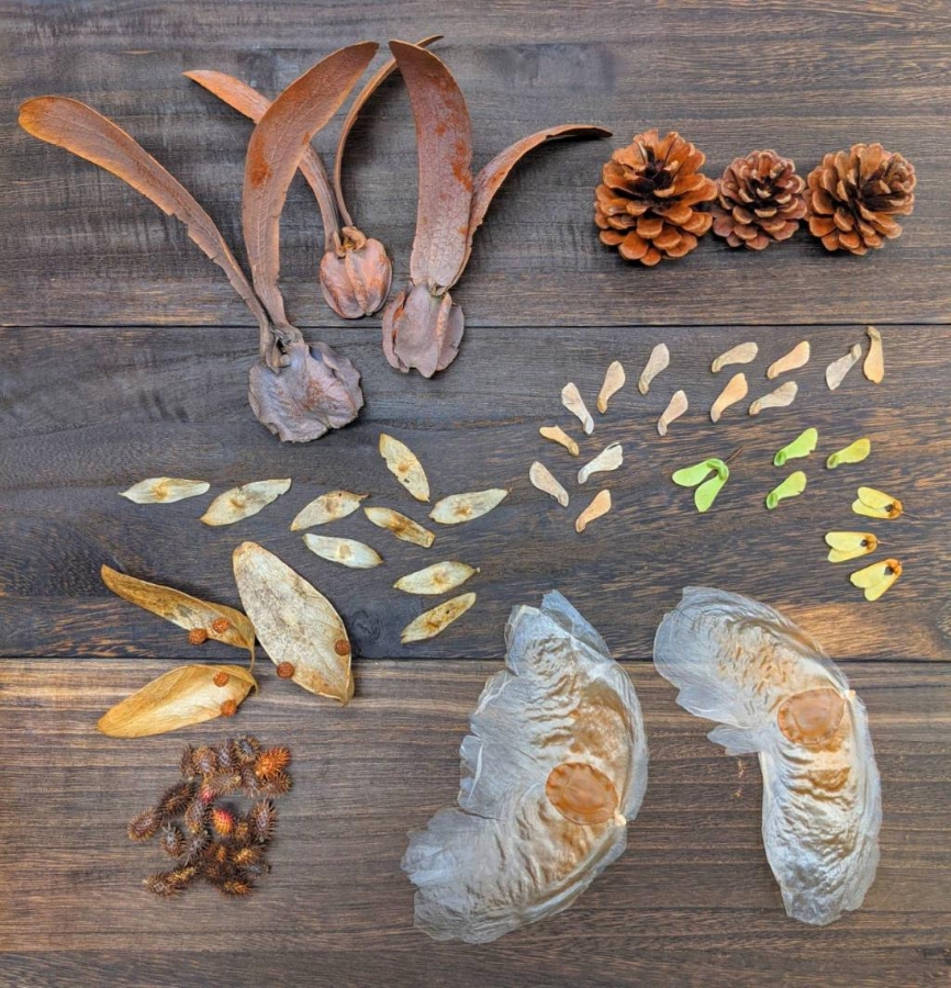 種の形はさまざま（高知県立牧野植物園提供）