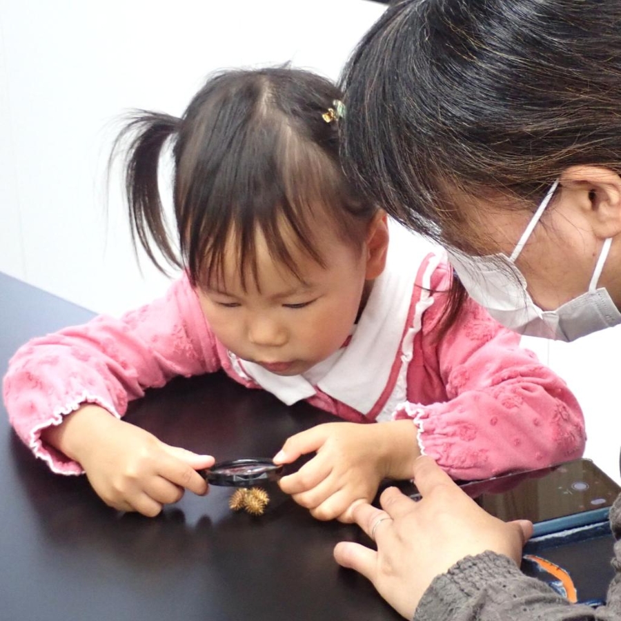 じっくり観察します（高知県立牧野植物園提供）