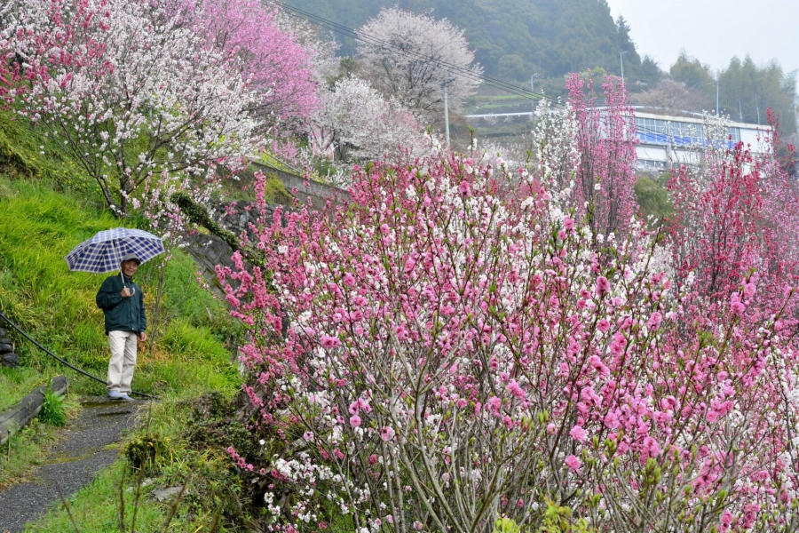 白や薄紅のハナモモが彩る山の斜面（仁淀川町寺村、高知新聞2019年3月31日掲載）