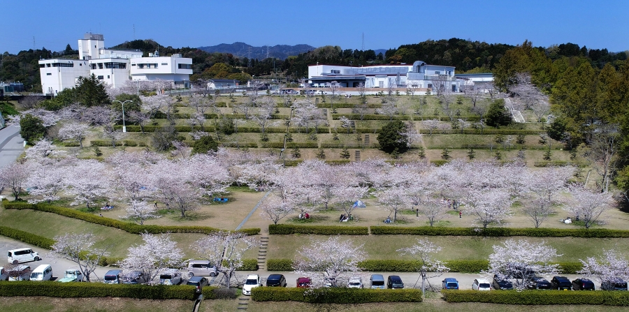 雲のように広がる満開の桜。丘の上にあるのは浄水場＝左＝と高知市給食センター（高知市針木北町、高知新聞2019年4月5日掲載）