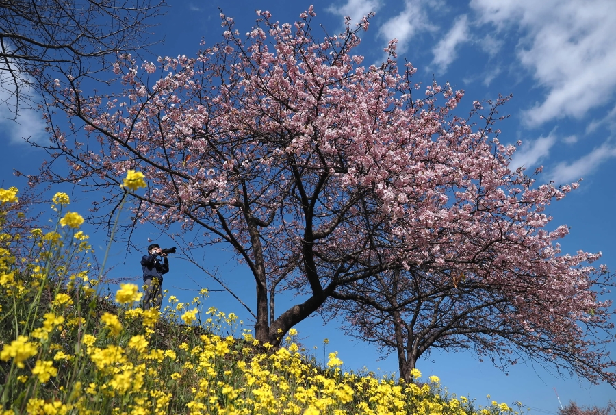 青空をバックに、桜のピンクと菜の花の黄が引き立つ（高知市大津乙、高知新聞2022年2月27日掲載）