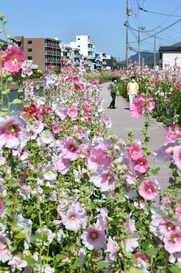 色鮮やかなタチアオイの花が風に揺れた（高知市桜井町、高知新聞2022年6月3日掲載）