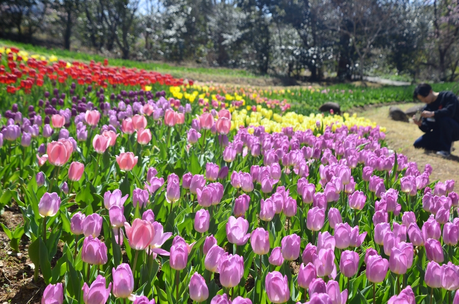 ふんわりと柔らかな色合いが特徴のアイスチューリップ（北川村野友甲のモネの庭マルモッタン、高知新聞2025年3月15日掲載）