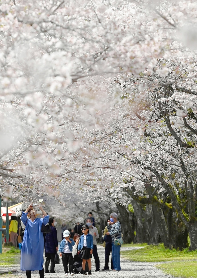 咲き誇る桜並木を見上げる花見客ら（香美市土佐山田町宮ノ口、高知新聞2025年3月18に掲載）