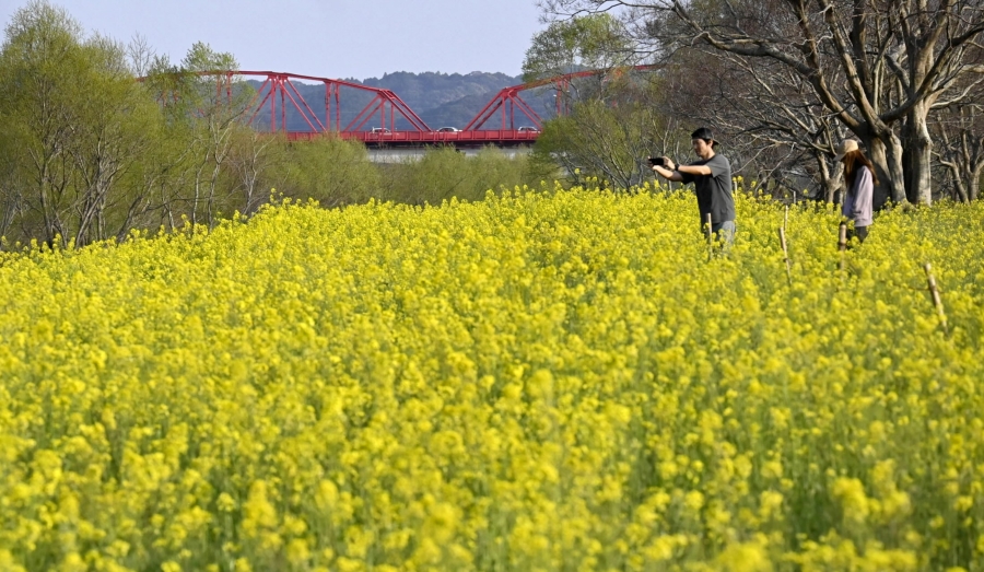 赤鉄橋をバックに菜の花が咲き誇る四万十川河川敷（四万十市入田、高知新聞2025年3月22日掲載）