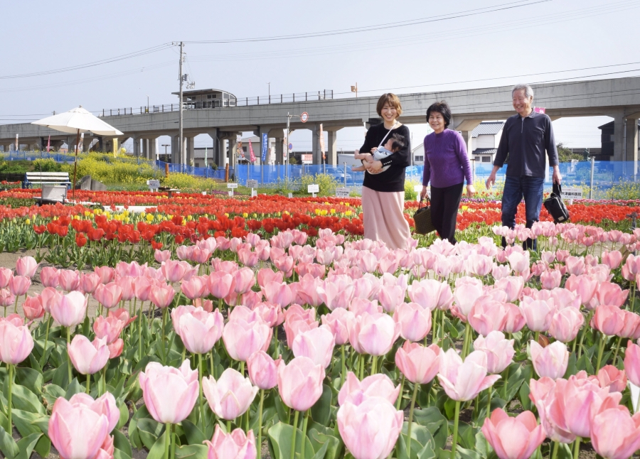 色とりどりのチューリップが咲き誇る「かがみ花フェスタ」（香南市香我美町岸本、高知新聞2025年3月26日掲載）