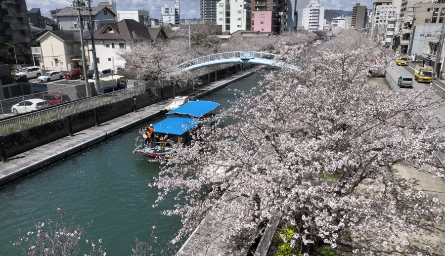 堀川沿いの桜。遊覧船からもお花見が楽しめます（高知新聞2025年4月6日掲載）