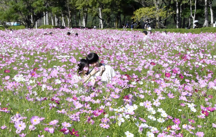 	色鮮やかな花が一面に広がるコスモス畑（越知町越知丙の宮の前公園、高知新聞2025年10月13日掲載）