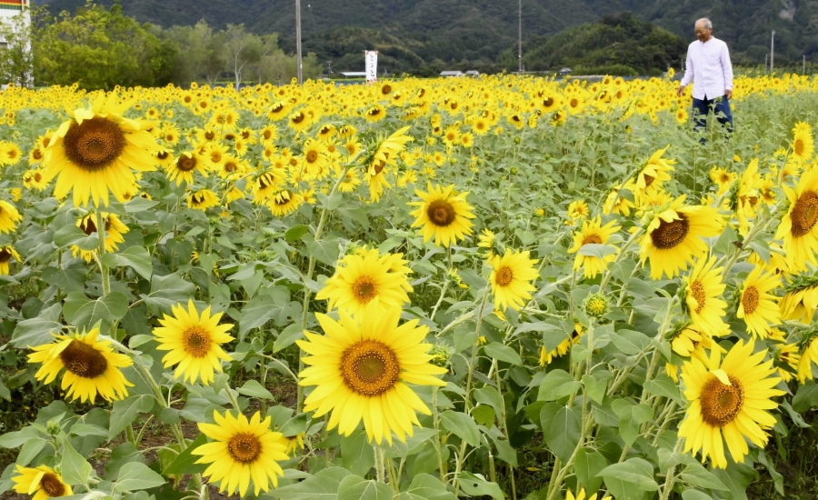 	見頃を迎えた遅咲きのヒマワリ（土佐市出間、高知新聞2025年10月23日掲載）