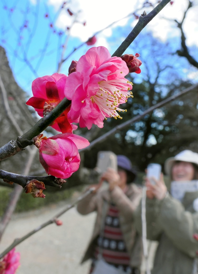 鮮やかなピンクの花を咲かせた紅梅（高知城、高知新聞2026年1月22日掲載）