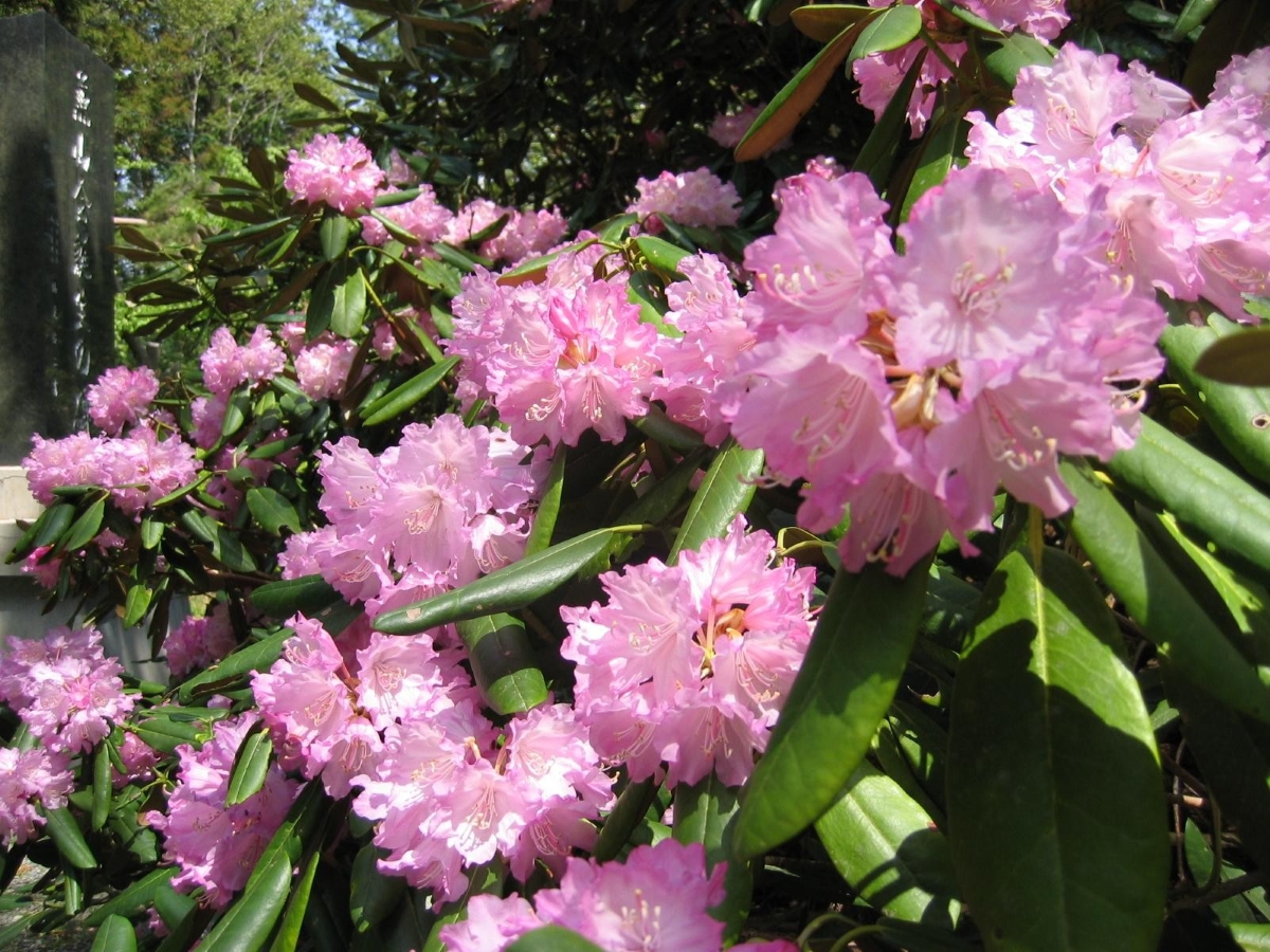 本山町で3/20～5/10に「もとやま花まつり」（帰全山公園など）｜4/19にはグルメの販売や音楽ライブ、餅まきが行われます