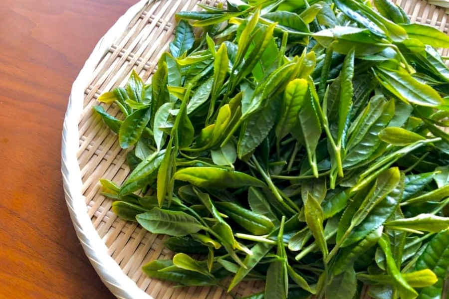 チャノキ（高知県立牧野植物園提供）