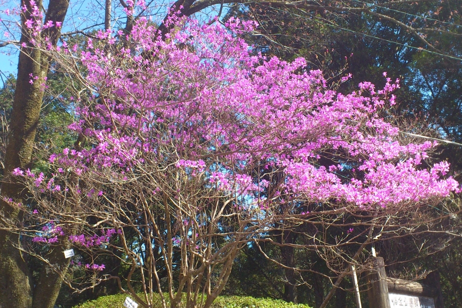 ツツジ（帰全山公園）