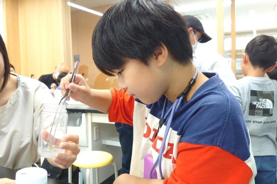 培養苗の順化に挑戦します（高知県立牧野植物園提供）