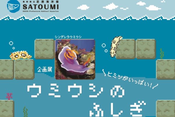 土佐清水市の足摺海洋館「SATOUMI」で3/20から企画展「ウミウシのふしぎ」｜20種のウミウシを展示。土日祝日はサメの歯アクセサリー作りも楽しめます