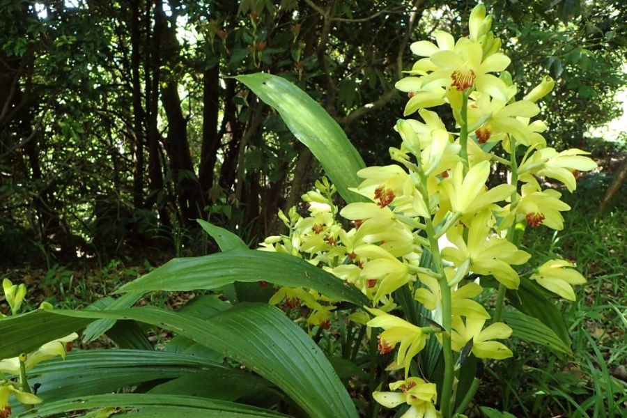 ガンゼキラン（高知県立牧野植物園提供）
