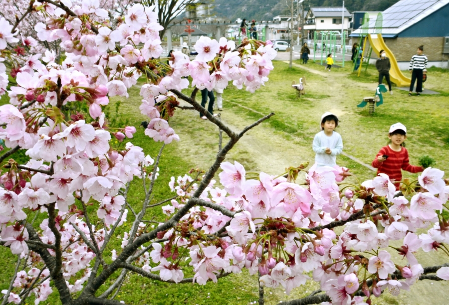 見頃を迎えているヨウコウザクラ（いの町枝川、高知新聞2016年3月31日掲載）