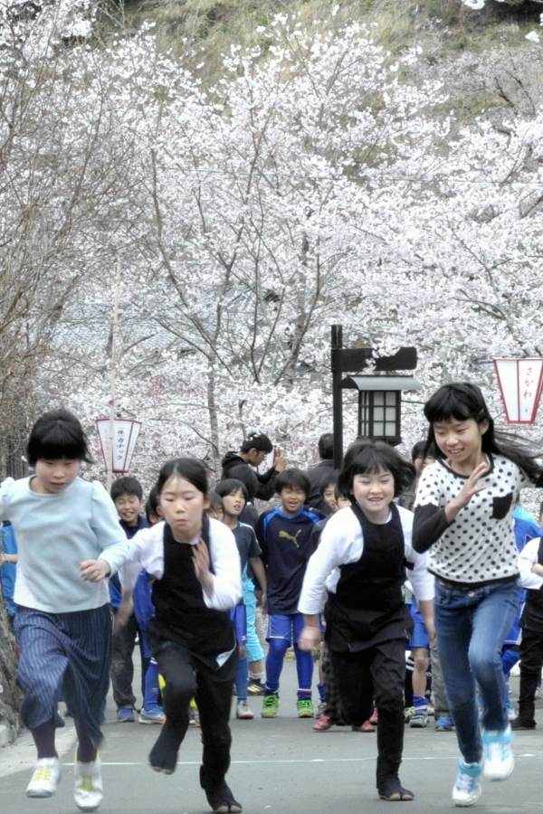 牧野公園で開かれた「桜小僧決定走」。満開の桜の下を走りました（高知新聞2016年4月4日掲載）
