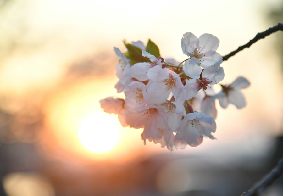 大きく開いた花々が夕日に染まった（高知市吸江の護国神社、高知新聞2017年4月10日掲載）