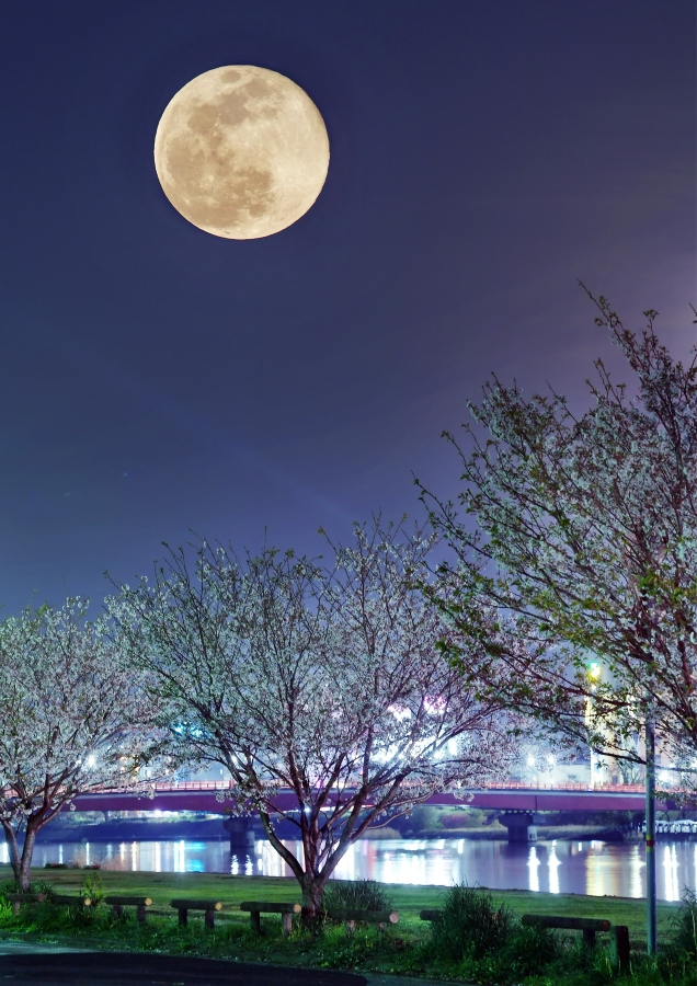 2020年のお花見シーズンでは、桜並木の上に浮かぶスーパームーンが見られました（高知新聞2020年4月9日掲載）