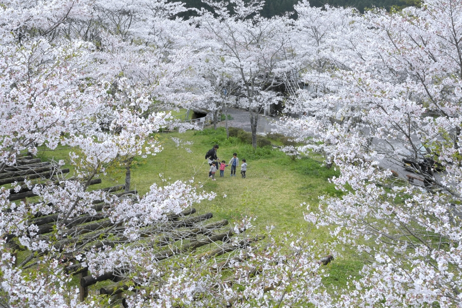 陽気に誘われ満開の桜を楽しむ家族連れ（四万十町の家地川公園、高知新聞2021年3月17日掲載）