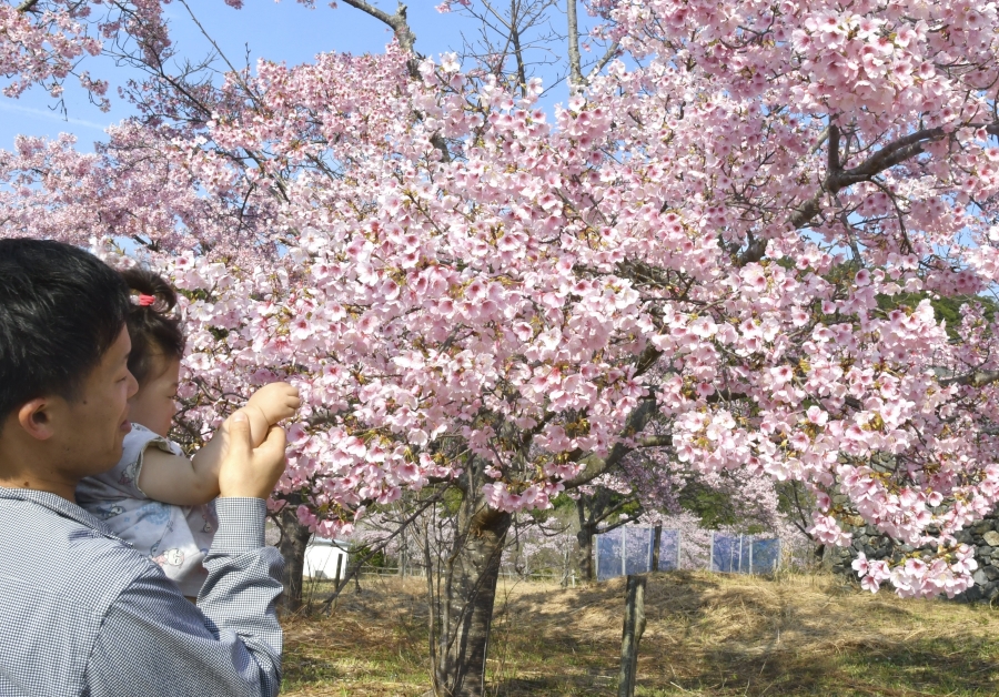見頃を迎えてピンク一色に染まる大漁桜（室戸市の県立室戸広域公園、高知新聞2024年2月21日掲載）