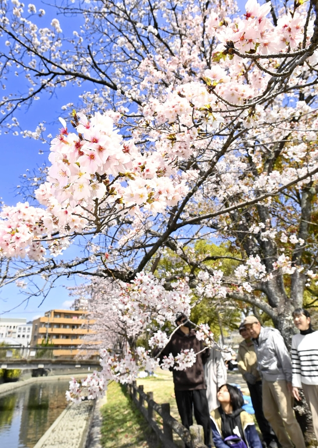 桜の木の下で、大勢の家族連れが花見を楽しんだ（高知市丸ノ内１丁目の城西公園、高知新聞2025年3月31日掲載）