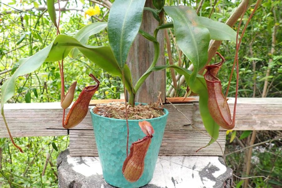 ウツボカズラを育ててみませんか？（高知県立牧野植物園提供）