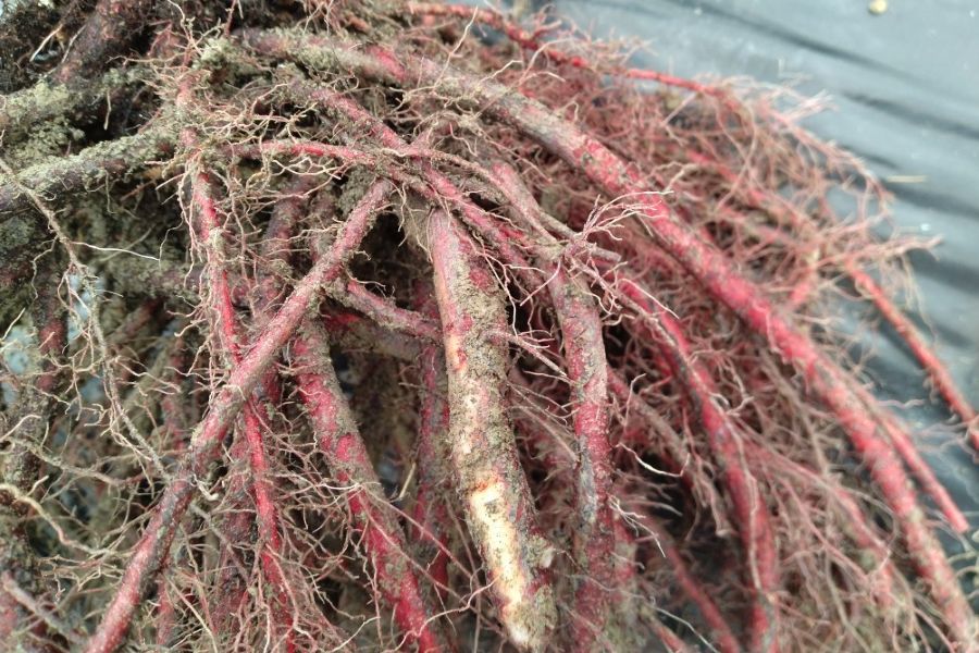 今回使う材料の一つ「ムラサキ」の根（高知県立牧野植物園提供）