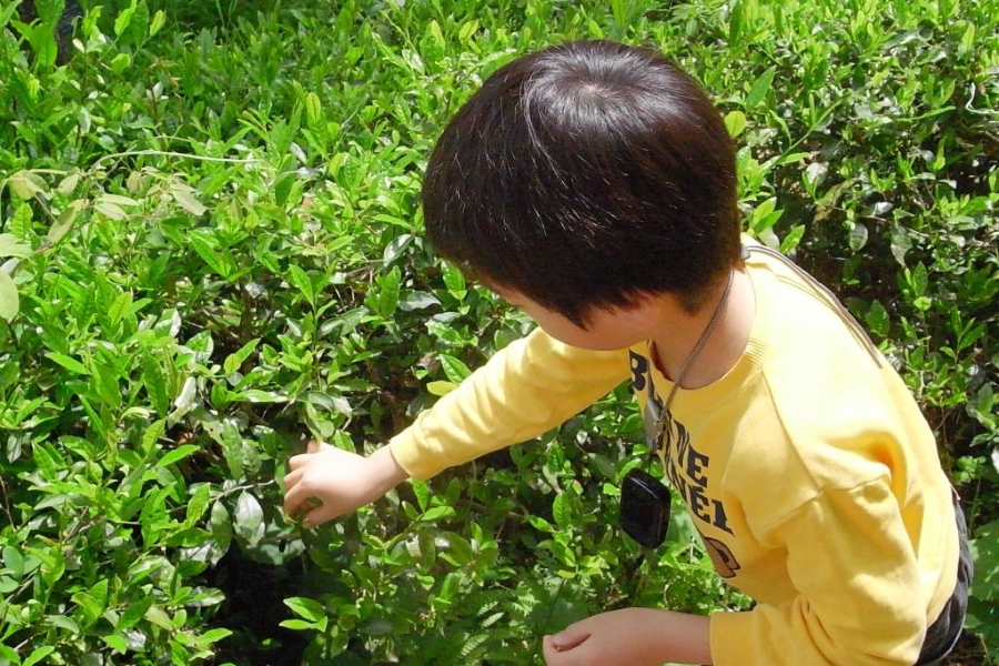 新芽を摘みます（高知県立牧野植物園提供）