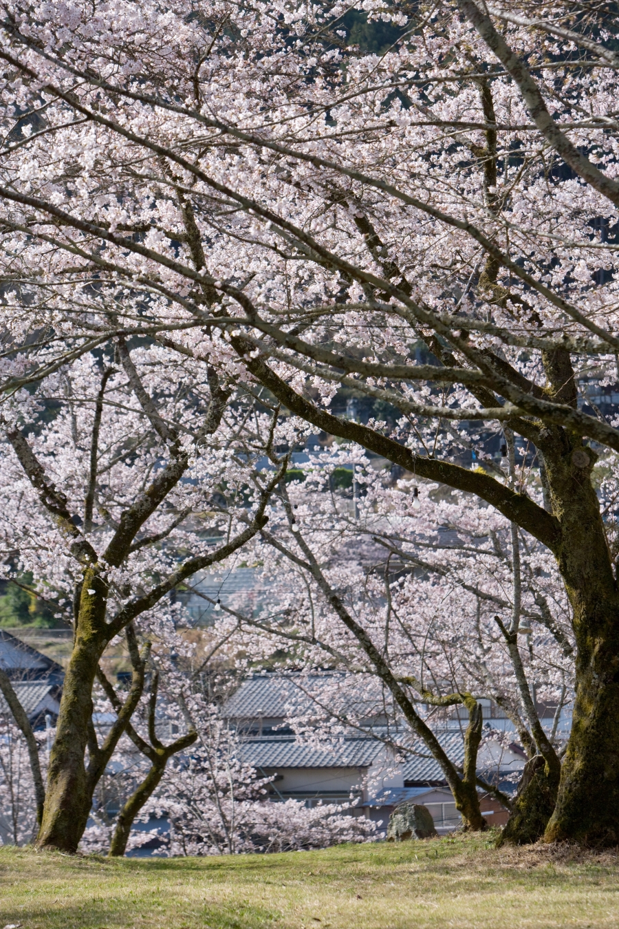桜（上街公園）