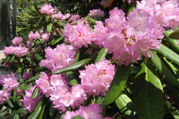 本山町で3/20～5/10に「もとやま花まつり」（帰全山公園など）｜4/19にはグルメの販売や音楽ライブ、餅まきが行われます