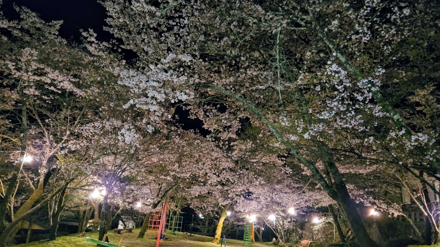 桜のライトアップ（上街公園）